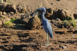 Czapla śniada - Egretta caerulea - Little Blue Heron
