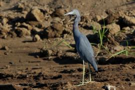 Czapla śniada - Egretta caerulea - Little Blue Heron