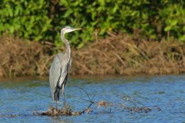 Czapla modra - Ardea herodias - Great Blue Heron