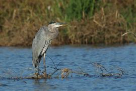 Czapla modra - Ardea herodias - Great Blue Heron