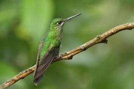 Brylancik niebieskogardły - Heliodoxa jacula - Green-crowned Brilliant