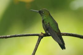 Brylancik niebieskogardły - Heliodoxa jacula - Green-crowned Brilliant