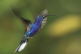 Zapylak fioletowy - Campylopterus hemileucurus - Violet Sabrewing