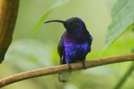 Zapylak fioletowy - Campylopterus hemileucurus - Violet Sabrewing