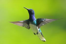 Nektareczek błękitny - Florisuga mellivora - White-necked Jacobin