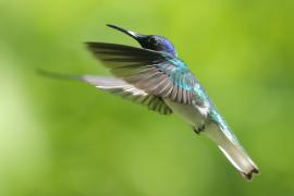 Nektareczek błękitny - Florisuga mellivora - White-necked Jacobin