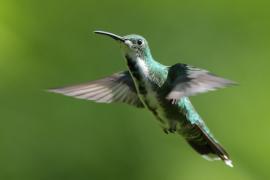 Węglik krawatowy - Anthracothorax prevostii - Green-breasted Mango