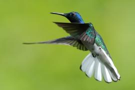 Nektareczek błękitny - Florisuga mellivora - White-necked Jacobin