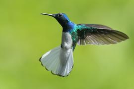 Nektareczek błękitny - Florisuga mellivora - White-necked Jacobin