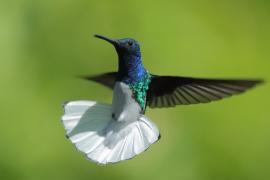 Nektareczek błękitny - Florisuga mellivora - White-necked Jacobin