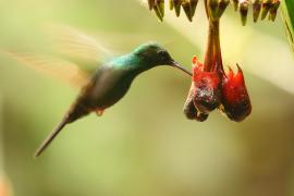 Kwiaciarek rudosterny - Chalybura urochrysia - Bronze-tailed Plumeleteer