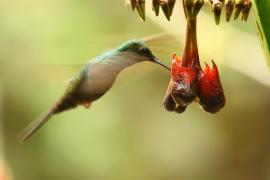 Kwiaciarek rudosterny - Chalybura urochrysia - Bronze-tailed Plumeleteer