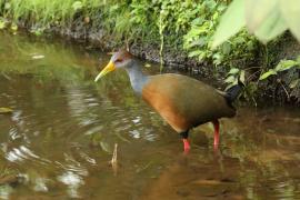 Chruścielak szaroszyi - Aramides cajaneus - Gray-necked Wood Rail