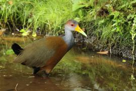 Chruścielak szaroszyi - Aramides cajaneus - Gray-necked Wood Rail