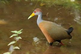 Chruścielak szaroszyi - Aramides cajaneus - Gray-necked Wood Rail
