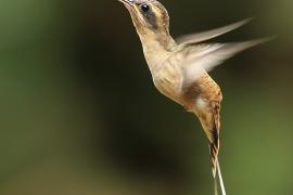 Pustelnik długodzioby - Phaethornis longirostris - Long-billed Hermit