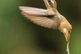 Pustelnik długodzioby - Phaethornis longirostris - Long-billed Hermit