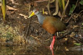 Chruścielak szaroszyi - Aramides cajaneus - Gray-necked Wood Rail