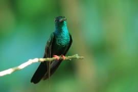 Kwiaciarek rudosterny - Chalybura urochrysia - Bronze-tailed Plumeleteer