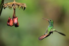 Szmaragdzik brązowosterny - Amazilia tzacatl - Rufous-tailed Hummingbird