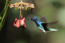 Nektareczek błękitny - Florisuga mellivora - White-necked Jacobin