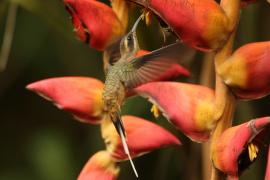 Pustelnik długodzioby - Phaethornis longirostris - Long-billed Hermit