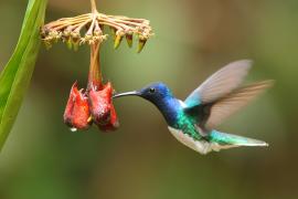 Nektareczek błękitny - Florisuga mellivora - White-necked Jacobin