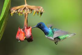 Nektareczek błękitny - Florisuga mellivora - White-necked Jacobin