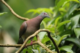 Gołąbczak różowawy - Patagioenas cayennensis - Pale-vented Pigeon