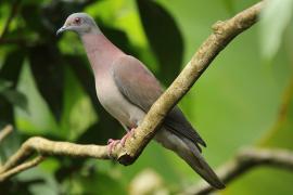 Gołąbczak różowawy - Patagioenas cayennensis - Pale-vented Pigeon