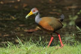 Chruścielak szaroszyi - Aramides cajaneus - Gray-necked Wood Rail