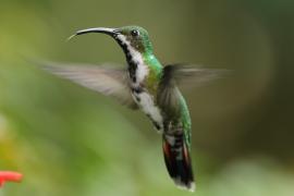 Węglik krawatowy - Anthracothorax prevostii - Green-breasted Mango