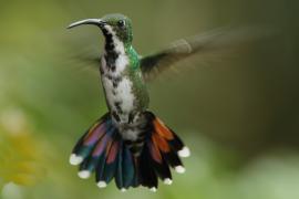 Węglik krawatowy - Anthracothorax prevostii - Green-breasted Mango