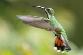 Węglik krawatowy - Anthracothorax prevostii - Green-breasted Mango