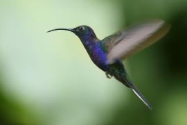 Zapylak fioletowy - Campylopterus hemileucurus - Violet Sabrewing
