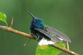 Nektareczek błękitny - Florisuga mellivora - White-necked Jacobin