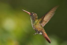 Szmaragdzik brązowosterny - Amazilia tzacatl - Rufous-tailed Hummingbird