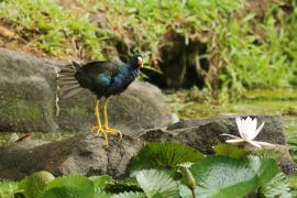 Sułtanka amerykańska - Porphyrio martinica - Purple Gallinule