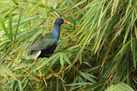 Sułtanka amerykańska - Porphyrio martinica - Purple Gallinule
