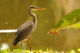 Czapla modra - Ardea herodias - Great Blue Heron