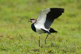 Czajka miedziana - Vanellus chilensis - Southern Lapwing