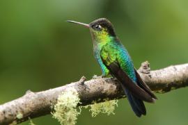 Złotniczek - Panterpe insignis - Fiery-throated Hummingbird
