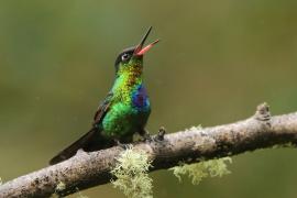 Złotniczek - Panterpe insignis - Fiery-throated Hummingbird