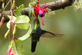 Złotniczek - Panterpe insignis - Fiery-throated Hummingbird