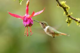 Rudaczek kryzowany - Selasphorus flammula - Volcano Hummingbird