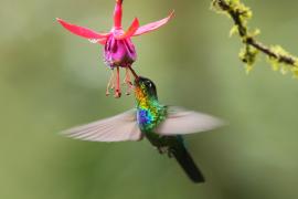 Złotniczek - Panterpe insignis - Fiery-throated Hummingbird