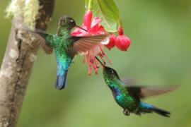 Złotniczek - Panterpe insignis - Fiery-throated Hummingbird