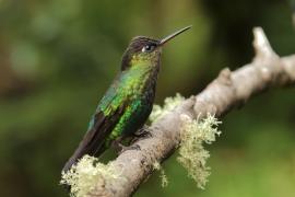 Złotniczek - Panterpe insignis - Fiery-throated Hummingbird