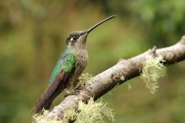 Ametyścik cienkodzioby - Eugenes fulgens - Magnificent Hummingbird