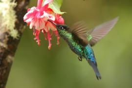 Złotniczek - Panterpe insignis - Fiery-throated Hummingbird